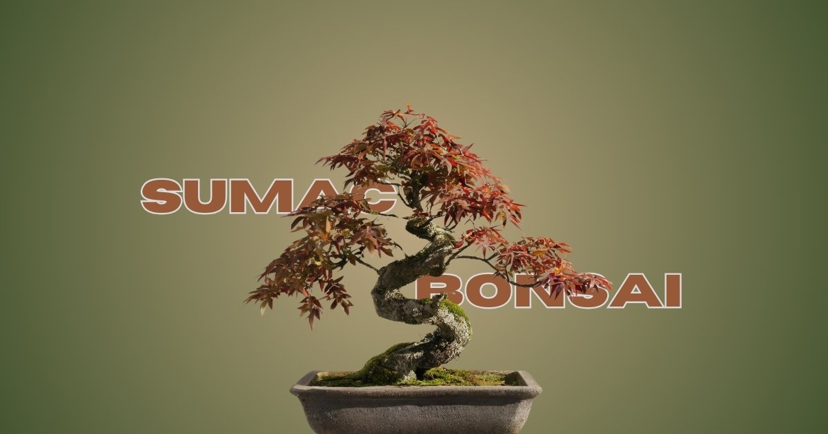 Sumac Bonsai: A Guide to Growing and Caring for Your Miniature Tree