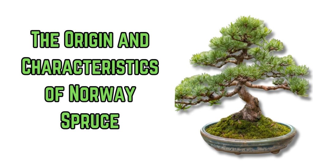 The Origin and Characteristics of Norway Spruce