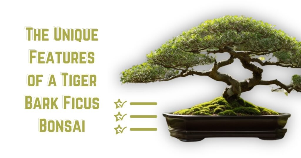 The Unique Features of a Tiger Bark Ficus Bonsai