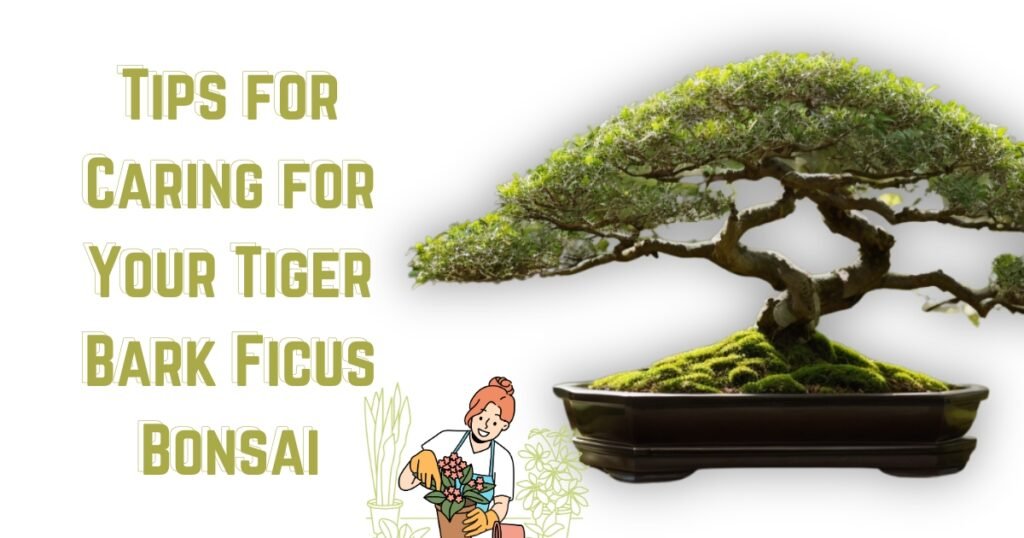 Tips for Caring for Your Tiger Bark Ficus Bonsai