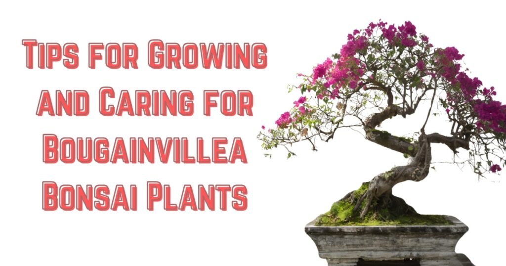 Tips for Growing and Caring for Bougainvillea Bonsai Plants