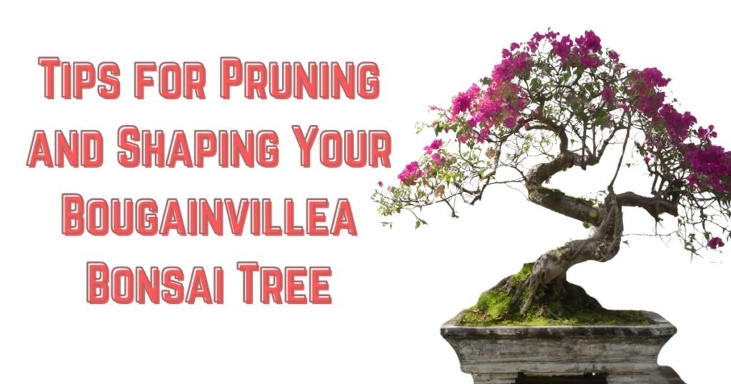 Tips for Pruning and Shaping Your Bougainvillea Bonsai Tree