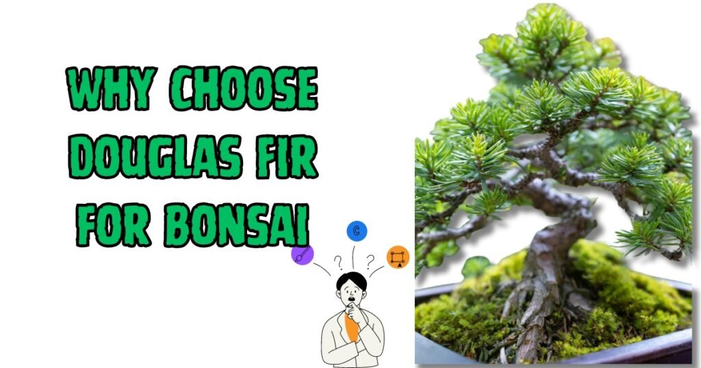 Why Choose Douglas Fir for Bonsai
